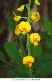 Image result for Crotalaria comosa