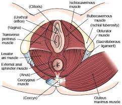 Bladder Leakage Pelvic Pain Pain With Intercourse You May Have Pelvic Floor Dysfunction Tri Lakes Family Care