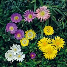 Image result for Delosperma spp.