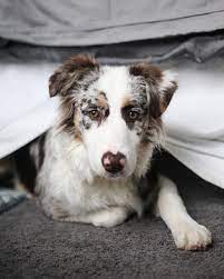 Doing The Best With What I Have Where I Am Tips Tutorials For Simple Creative Living On My Blog A Border Collie Blue Merle Puppies Cuteness Overload