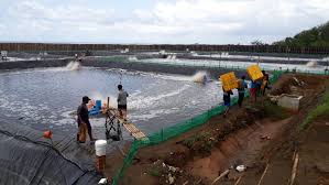 Indonesia Miliki Potensi Jadi Eksportir Udang Terbesar Di Dunia Radarcirebon Com