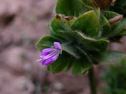 Image result for Dicliptera minor