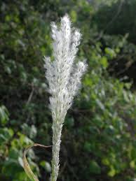 Image result for Digitaria complanata