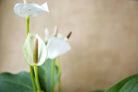 Anthurium Flower Meaning Flower Meaning