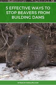 And how do they get the job done? 5 Effective Ways To Stop Beavers From Building Dams My Backyard Life