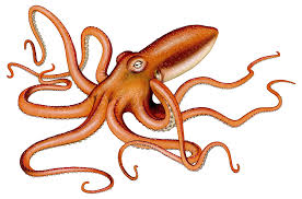 Squid Octopus And Cuttlefish Vfa