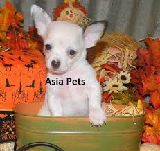 This breed is named for the state in mexico and is often found mentioned in mexican folklore and thus. Chihuahua For Sale Chihuahua Puppies In Delhi Ncr At Best Price