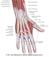 Image result for Hand Anatomy