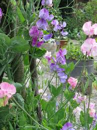 Helen Philipps Tuin Tuinplanten Tuin Ideeen