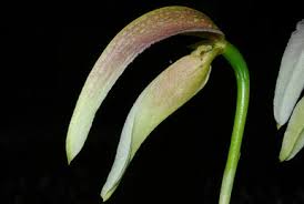 Image result for Bulbophyllum encephalodes