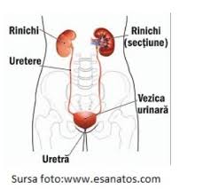 Ce Sa Fac Doctore Afla Totul Despre Infectia De Tract Urinar Cluj24h