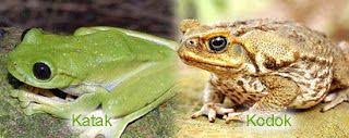 Beda Kodok Dan Katak Perbedaan Katak Jantan Dan Betina Ikan Dan Katak Pc Dan Laptop Mengapa Bulu Bebek Tidak Basah Saat Terkena Air Bulu Bebe Katak Hewan Orang