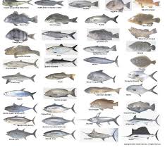 Saltwater Fish Identification 13x18posterjpg 2017 Fish