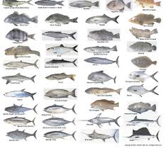 saltwater fish identification 13x18posterjpg 2017 fish