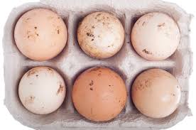Symptoms of salmonellosis, or infection by the salmonella bacteria, are diarrhea, fever, vomiting salmonella in chicken yards (and all barnyards) is relatively common. Is Salmonella A Concern With Backyard Chickens My Pet Chicken