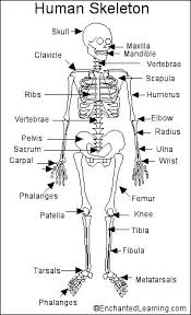 Human Skeleton Printout Human Body Systems Human Body Unit Medical School Studying