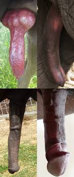 قضيب (عضو ذكري) - Wikiwand