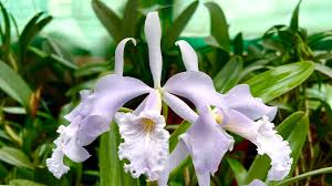 Image result for Rhipidoglossum globulosocalcaratum