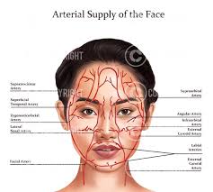 Facial Anatomy Bundle