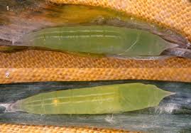 Image result for Panicum trichocladum