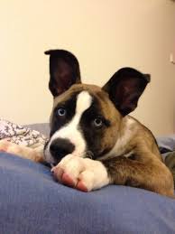 We did not find results for: Boston Terrier Husky Mix Puppies Pets Lovers