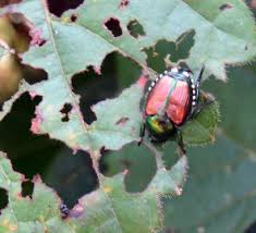 Japanese beetles ile ilgili gÃ¶rsel sonucu