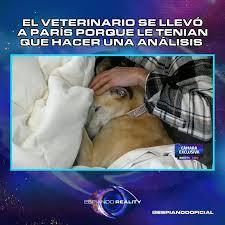 🚨 EL VETERINARIO SE LLEVÓ A PARÍS PORQUE LE TENIAN QUE HACER UNA ANÁLISIS  👁️❌ #GranHermano