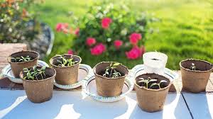 When there is a mulch covering of the soil and too little irrigation. Complete Guide On How Often To Water Seedlings 7 Effective Tips