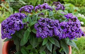 Heliotrope Was My Grandmother S Favourite Flower The Smell Is Divine But It S Pretty Hard To Grow In Abun Flowers Perennials Trees To Plant Fragrant Flowers