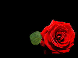 Black wallpaper iphone dark red wallpaper wallpaper backgrounds beautiful flowers wallpapers beautiful nature wallpaper beautiful roses flower phone wallpaper cellphone wallpaper applis photo. Red Rose Desktop Backgrounds Wallpaper Hd Pixelstalk Net