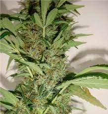 Sinsemilla Crop Grow Cannabis Drug Times