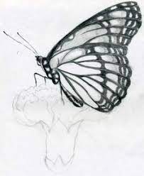 How to draw a butterfly step by step: Pin Auf Drawings Sketches