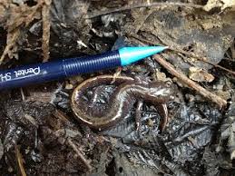 Image result for Macrotyloma rupestre × densiflo