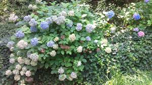 If I Saw One Hydrangea I Saw 100 Hydrangeas I Saw A Few Rhododendrons For Sure Plants Rhododendron Hydrangea