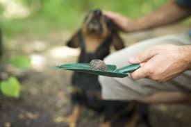 Perigord truffles are native to mediterranean climates in europe, typified by a hot, dry summer and crisp, frosty winter. How To Grow Truffles Requirements And Challenges