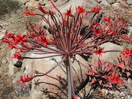 Image result for Brunsvigia