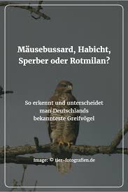 Greifvogel In Deutschland Erkennen Unterscheiden Und Schutzen Mit Bildern Greifvogel Deutschland Sperber Habicht