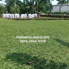 Andika garden lawn menyediakan rumput jepang dan bebagai rumput taman lainnya terlengkap seperti : Jual Rumput Gajah Mini Murah Jual Rumput Gajah Mini Per M2 1x1 M2 Kab Bogor Permatalandscape Tokopedia