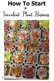 Allow the potting mix to dry out between waterings. How To Start A Succulent Plant Business Step By Step