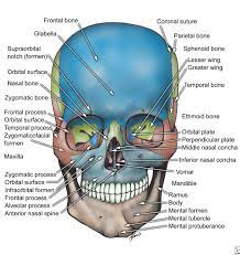 Skeleton Of The Face Dental Anatomy Human Anatomy And Physiology Facial Bones