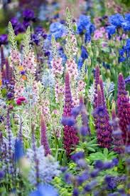 55 Frische Und Schone Fruhlingsblumen Garten Ideen 55 Frische Und Schone Fruhlingsblumen Garten Idee Spring Garden Flowers Purple Flowers Garden Flower Garden