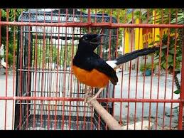 Burung murai batu bordan diklaim memiliki suara dan irama lagu yang bervariasi. Tingkah Murai Bordan Lepas Trotol Udah Gacor Dan Mental Preman Youtube