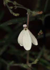 Image result for Rhinacanthus xerophilus