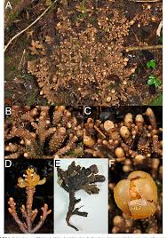 Image result for Balanophoraceae