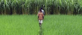 Older leaves can be used as flavouring in cooked foods. Why Do We Consume Only A Tiny Fraction Of The World S Edible Plants World Economic Forum