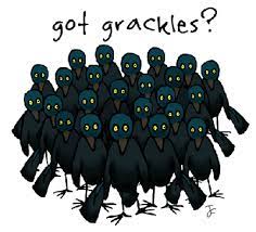And again, scraps attracts rodents and other unwanted creatures. Birder S World Field Of View How To Get Rid Of Grackles