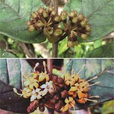 Image result for Landolphia letestui