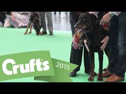 She is fantastic with children and. Breed Classification Best Of Beauceron And Winner S Interview Crufts 2015 Youtube