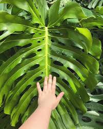 Full fresh leaf of monstera palm tree, sketch style vector illustration isolated on white background. Plant Profile Monstera Deliciosa Stamen Stem