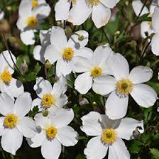 Image result for Anemone transvaalensis